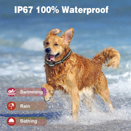 Golden Retriever running on beach with waterproof GPS dog training collar. IP67-rated shock collar for swimming, rain & bathing. Rechargeable, wireless remote control.?