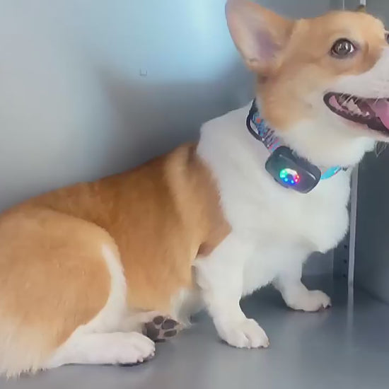 4G GPS Pet Tracker with Real-Time Tracking Video