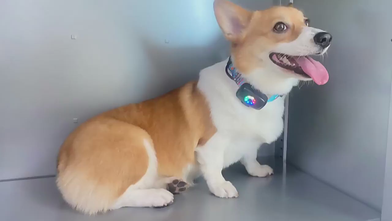 4G GPS Pet Tracker with Real-Time Tracking Video